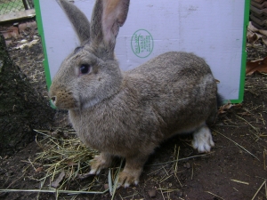 Питомни зайци за колене най-голените и най- хубавите