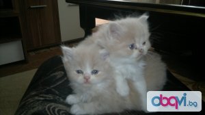 малки персийски котенца