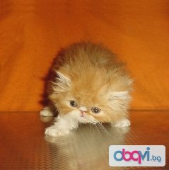  Персийски котенца - малки оранжеви лъвчета.