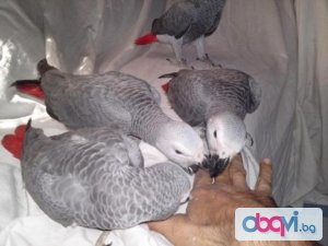 Говорейки африкански сив   папагали   за   Продава 200 €