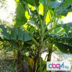 Бананово дърво студоустойчиво семена