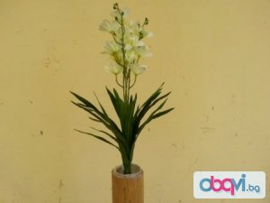 Бяла Орхидея 60см