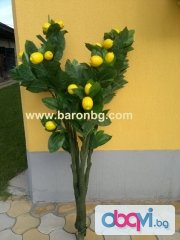 Лимонено дръвче 