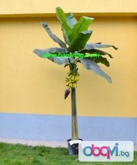 Изкуствена бананова палма с плодове