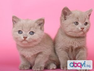 Развъдник Престиж продава британски късокосмести котенца 