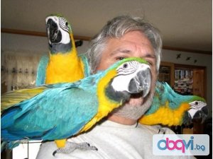 говорещи папагали ара за продажба
