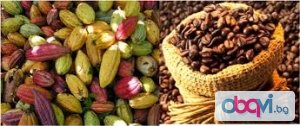 Производство и търговия с какао