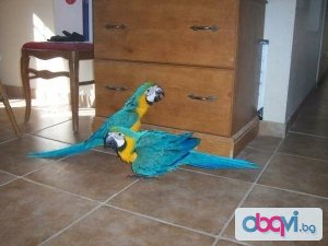 синьо-жълта ара папагали мъжки и женски