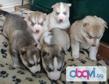 Регистрираните сибирското хъски кученца
