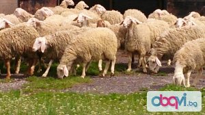 Овцевъдна ферма търси работници