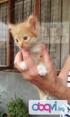 Подарявам малки котенца-Варна!