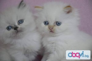 Продаваме котенца от Уникални и изключително ценни породи! ! ! - Оригиналната Персийка, Меконгски Бобтейл, Регдол