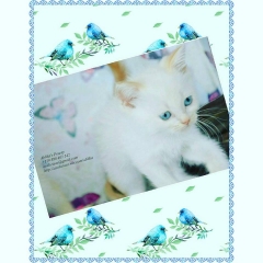 Продавам Пухкави синеоки котенца - Мечта. Хималайски - Himalayan, Colourpoint Kittens