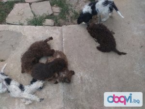 Лагото Романьоло - Кучета за трюфели