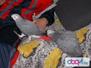 говорейки чифт африкански сиви папагали