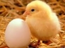 Предлагаме  Инкубатори за всякакав вид яйца