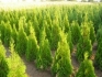 За Вашата градина предлагаме Вечнозелени иглолистни растения