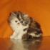 Трицветни персийски котенца - момиченца.