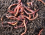 Червен Калифорнийски червеи