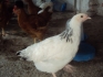 продавам пилета легхорн нюхемпшир съсекс амрок токачки и фазани