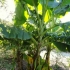 Бананово дърво студоустойчиво семена