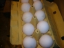 Продавам яйца от Бял Легхорн,Италянка,Джинки и обикновенна кокошка