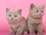 Развъдник Престиж продава британски късокосмести котенца 