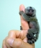 Бебе мармозетки маймуни за осиновяване