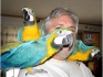 говорещи папагали ара за продажба