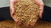 продават се С П Е Ш Н О 0885546060 - 360 т. царевица , пшеница и маслодаен слънчоглед , стандартна влага , добро качество , съхраняват се в силози...