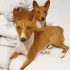 Чистокръвни кучета Басенджи - Внос от Украйна и Чехия 