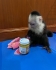 Capuchin Baby Available